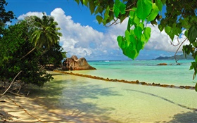 塞舌尔岛，大海，沙滩，植物，叶子 高清壁纸