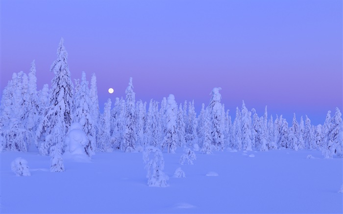 白雪覆盖的树木，冬天的夜晚，月亮，奥卢省芬兰 壁纸 图片