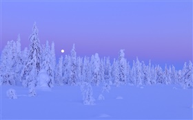 白雪覆盖的树木，冬天的夜晚，月亮，奥卢省芬兰 高清壁纸