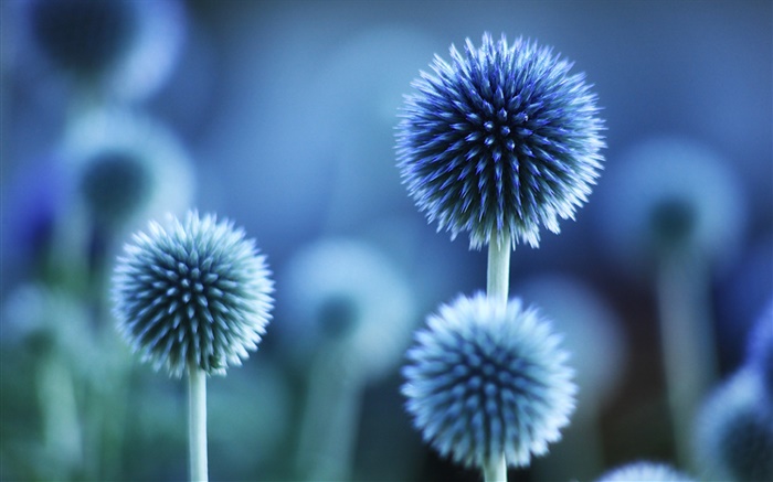 球形花，蓝色风格 壁纸 图片