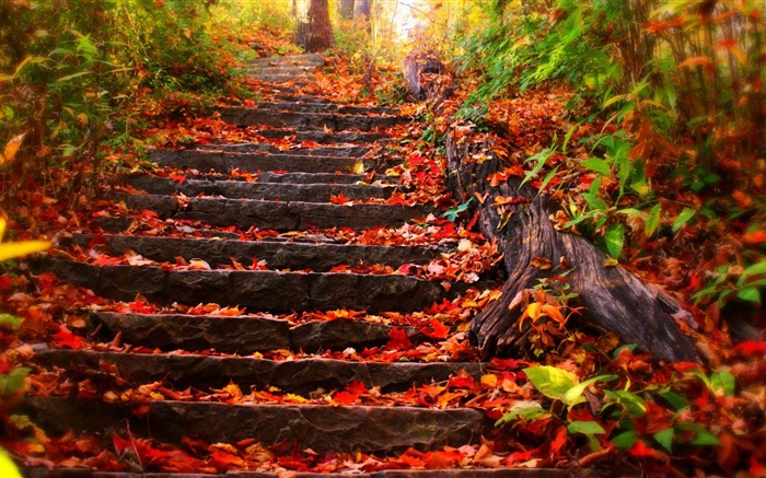 石梯，红叶子，秋天 壁纸 图片