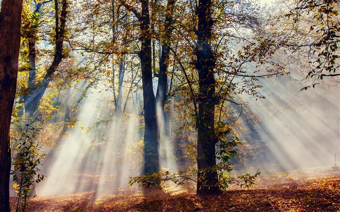 太阳光线，森林，树木，秋天 壁纸 图片