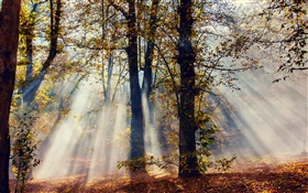 太阳光线，森林，树木，秋天 高清壁纸