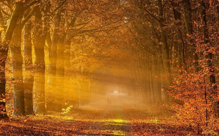 树木，红叶，路，人，阳光，秋天 壁纸 图片