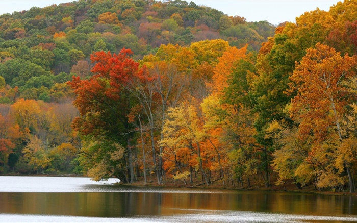 树木，河流，秋 壁纸 图片