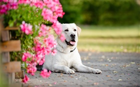 白狗，鲜花