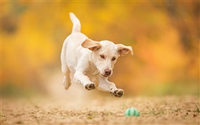 白犬，小狗，跳跃，玩球