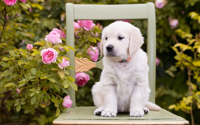 白犬，小狗，玫瑰鲜花，椅子 壁纸 图片