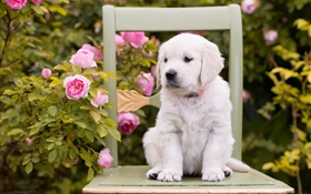 白犬，小狗，玫瑰鲜花，椅子 高清壁纸