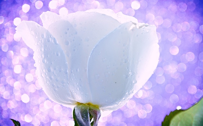 白色的花，玫瑰，水珠，露水，光，眩光 壁纸 图片