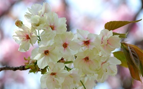 白色粉红色的花瓣，树枝，花，春天 高清壁纸