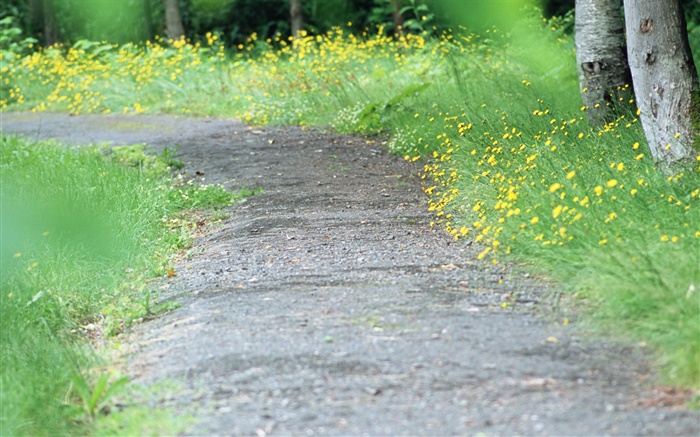 黄色野花，路，模糊 壁纸 图片