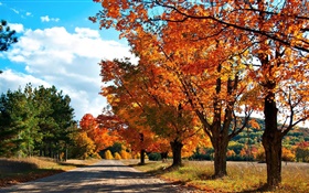 秋天，道路，树木 高清壁纸