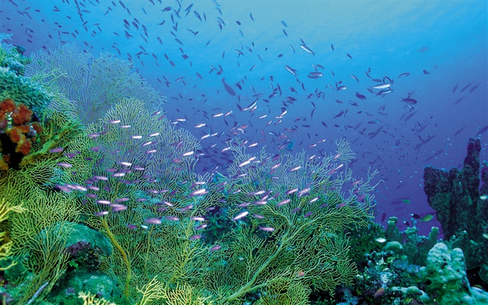 海下美景，植物和鱼群 壁纸 图片