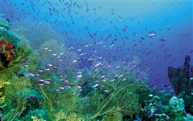 海下美景，植物和鱼群 高清壁纸