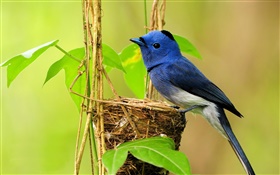 蓝鸟，鸟巢，叶子 高清壁纸