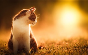 猫在日落 高清壁纸