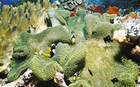 珊瑚，小丑鱼，水下 高清壁纸