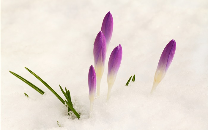藏红花，雪，紫色的花 壁纸 图片