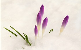 藏红花，雪，紫色的花 高清壁纸