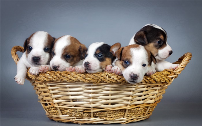 五个小狗，篮子 壁纸 图片