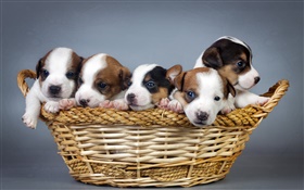 五个小狗，篮子 高清壁纸