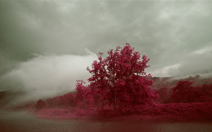 湖，雾，树木，红叶，秋 壁纸 图片