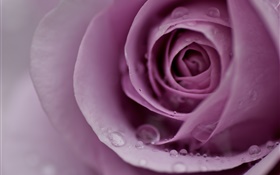 浅紫色的玫瑰，花瓣，水滴，特写