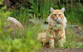橙色猫在草地上 高清壁纸