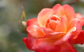 橙色玫瑰花，花瓣，水滴，宏