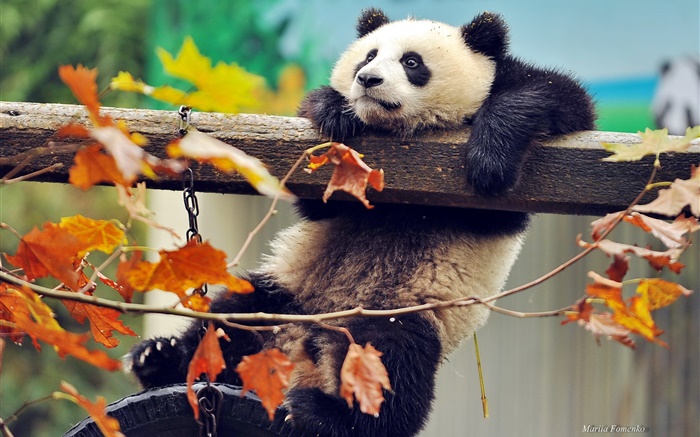 熊猫爬上树，黄色的叶子，秋天 壁纸 图片