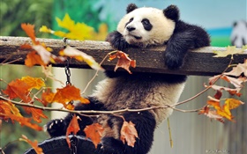 熊猫爬上树，黄色的叶子，秋天