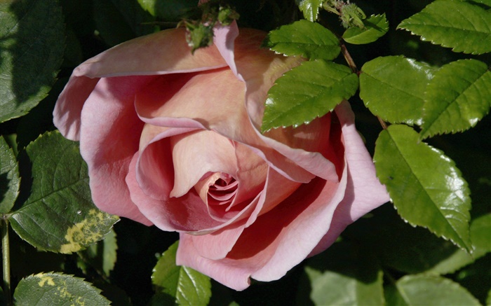 粉红的玫瑰，芽，叶 壁纸 图片