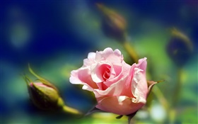 粉红色的玫瑰花特写，芽，模糊