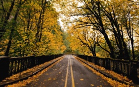 路，树，黄色的叶子，秋天 高清壁纸