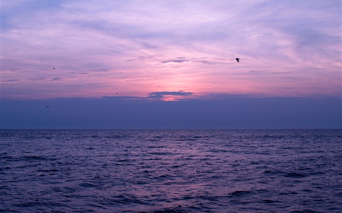 海，夕阳，天空，云，鸟 壁纸 图片