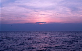海，夕阳，天空，云，鸟 高清壁纸
