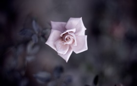 单粉红色的玫瑰，花瓣，花蕾，微距摄影 高清壁纸