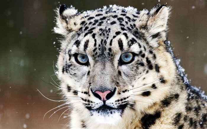 雪豹，脸，蓝色的眼睛 壁纸 图片