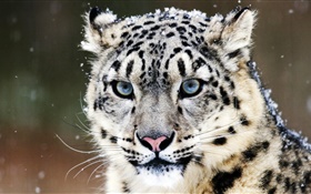 雪豹，脸，蓝色的眼睛