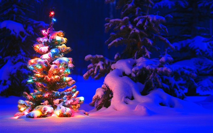 雪，灯，树，冬季，晚上，圣诞 壁纸 图片