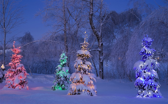 白雪皑皑，点燃树木，冬天，加拿大 壁纸 图片