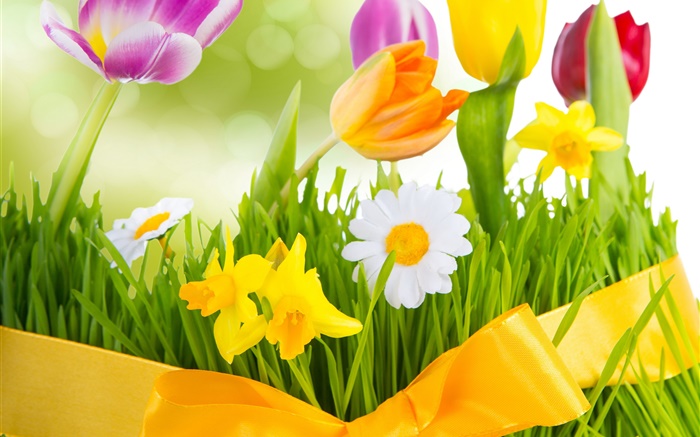 春天，五颜六色的鲜花，郁金香 壁纸 图片