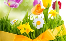 春天，五颜六色的鲜花，郁金香 高清壁纸