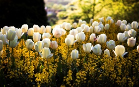 春天，公园，白色的郁金香花，黄色，模糊，太阳光线 高清壁纸