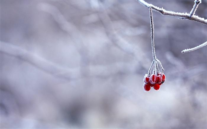 冬天，霜，树枝，红色浆果，背景虚化 壁纸 图片