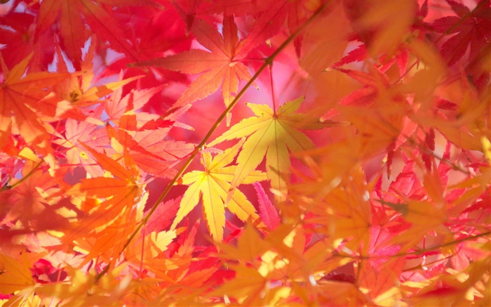 秋天，树枝，红叶，枫树 壁纸 图片