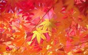 秋天，树枝，红叶，枫树 高清壁纸