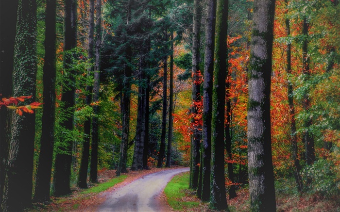 秋季，森林，树木，树叶，道路 壁纸 图片