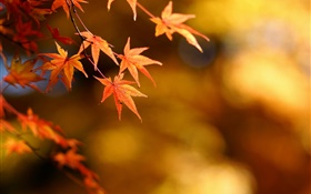 秋季，黄色叶子，槭树，焦点，背景虚化 高清壁纸